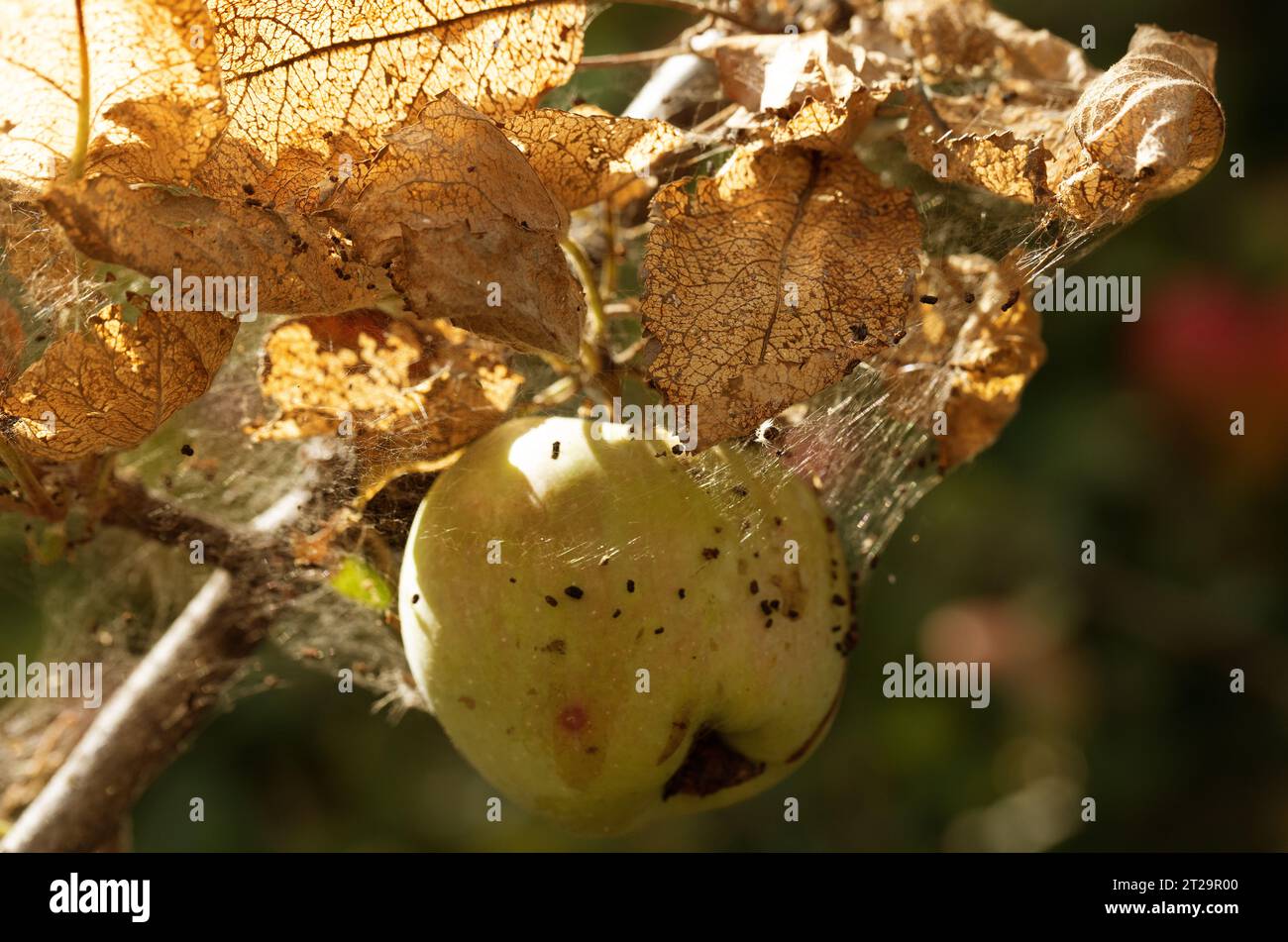 Caterpillars of codling moth, apple stoat, in silky web on an apple