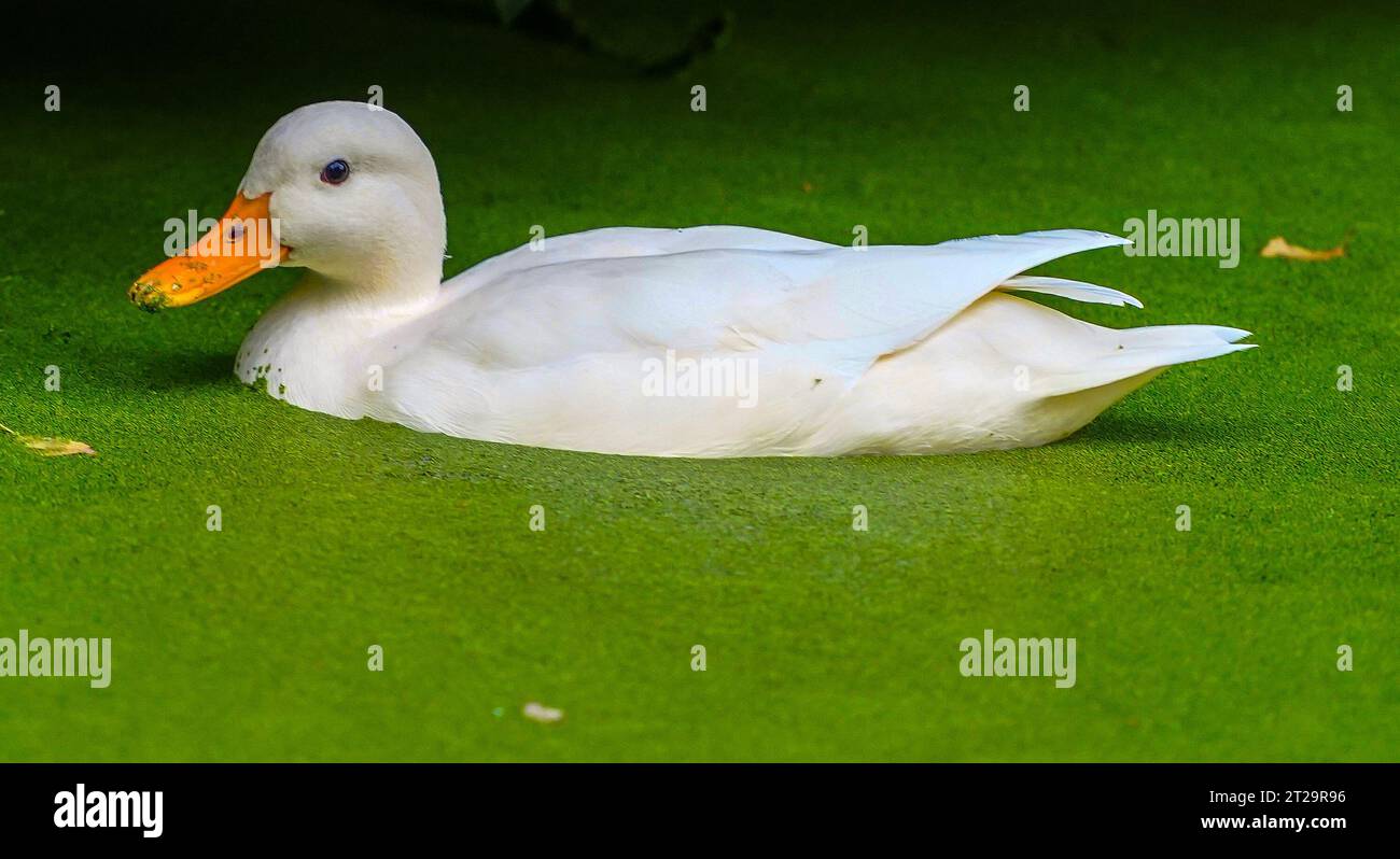 A duck in duck weed on the lake at Sefton Park, Liverpool. Picture date: Wednesday October 18, 2023. Stock Photo