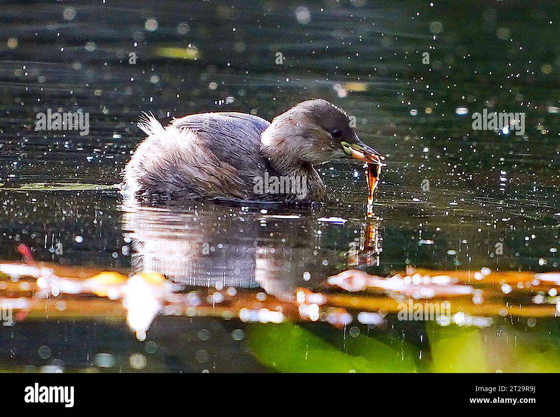 A baby Moorhen feeds on a fish on the lake at Sefton Park, Liverpool