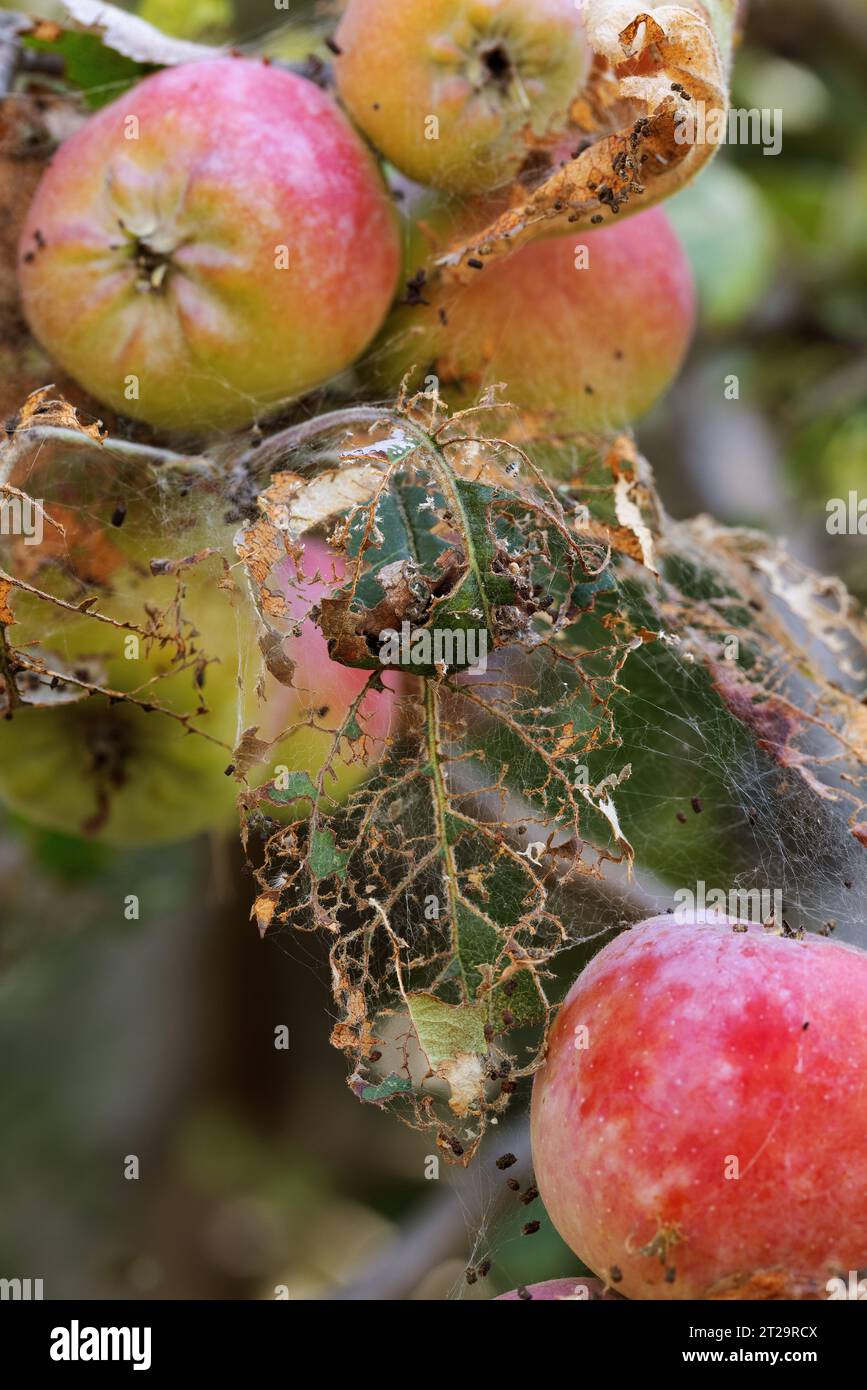 Caterpillars of codling moth, apple stoat, in silky web on an apple