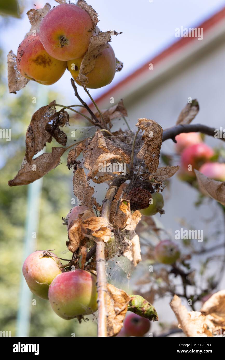 Caterpillars of codling moth, apple stoat, in silky web on an apple tree branch. Tent caterpillars, silkworms, in special silken tents on leaves of ap Stock Photo