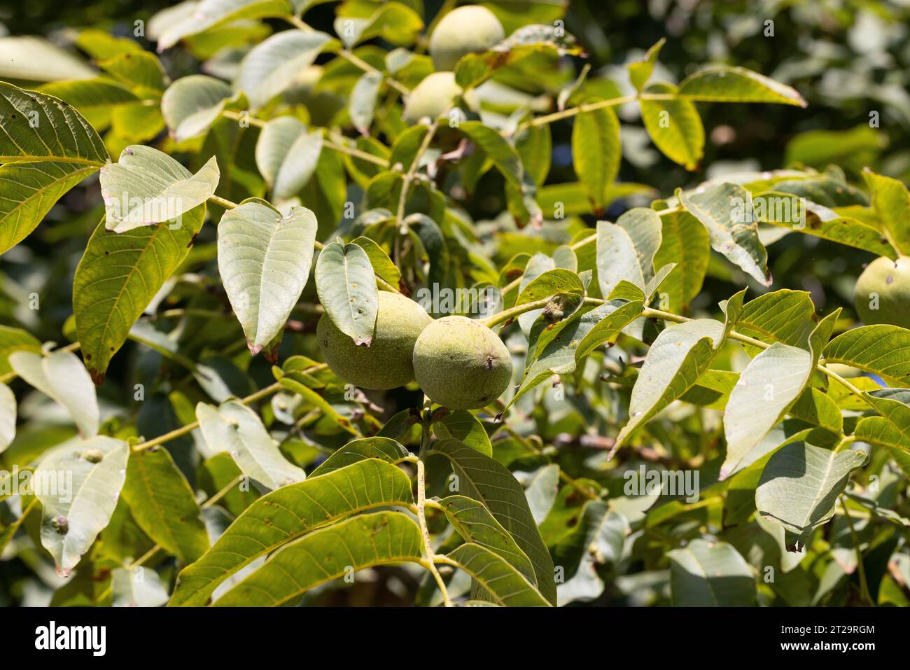 Worm in walnuts hires stock photography and images Alamy