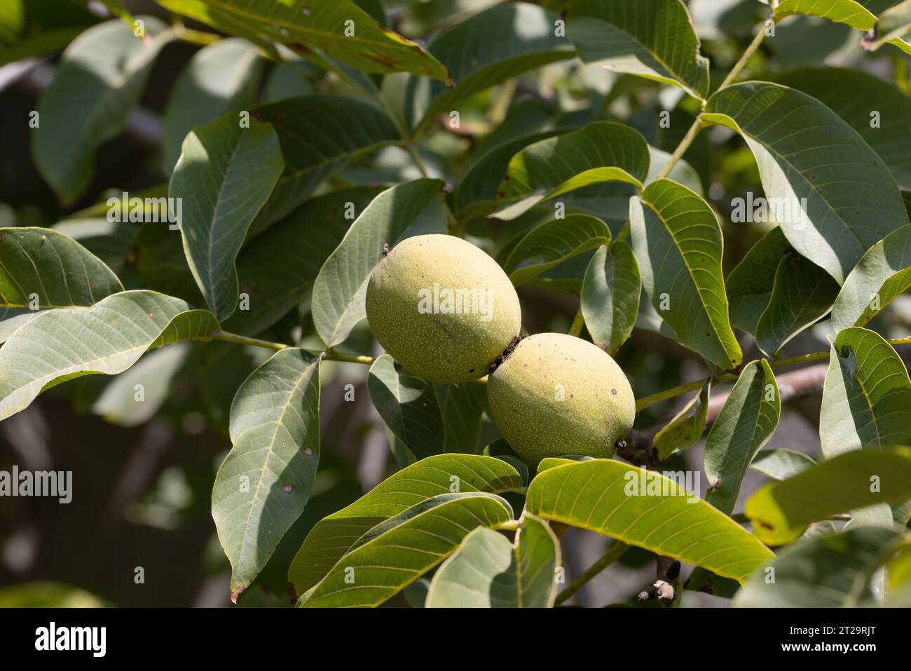 Worm in walnuts hires stock photography and images Alamy
