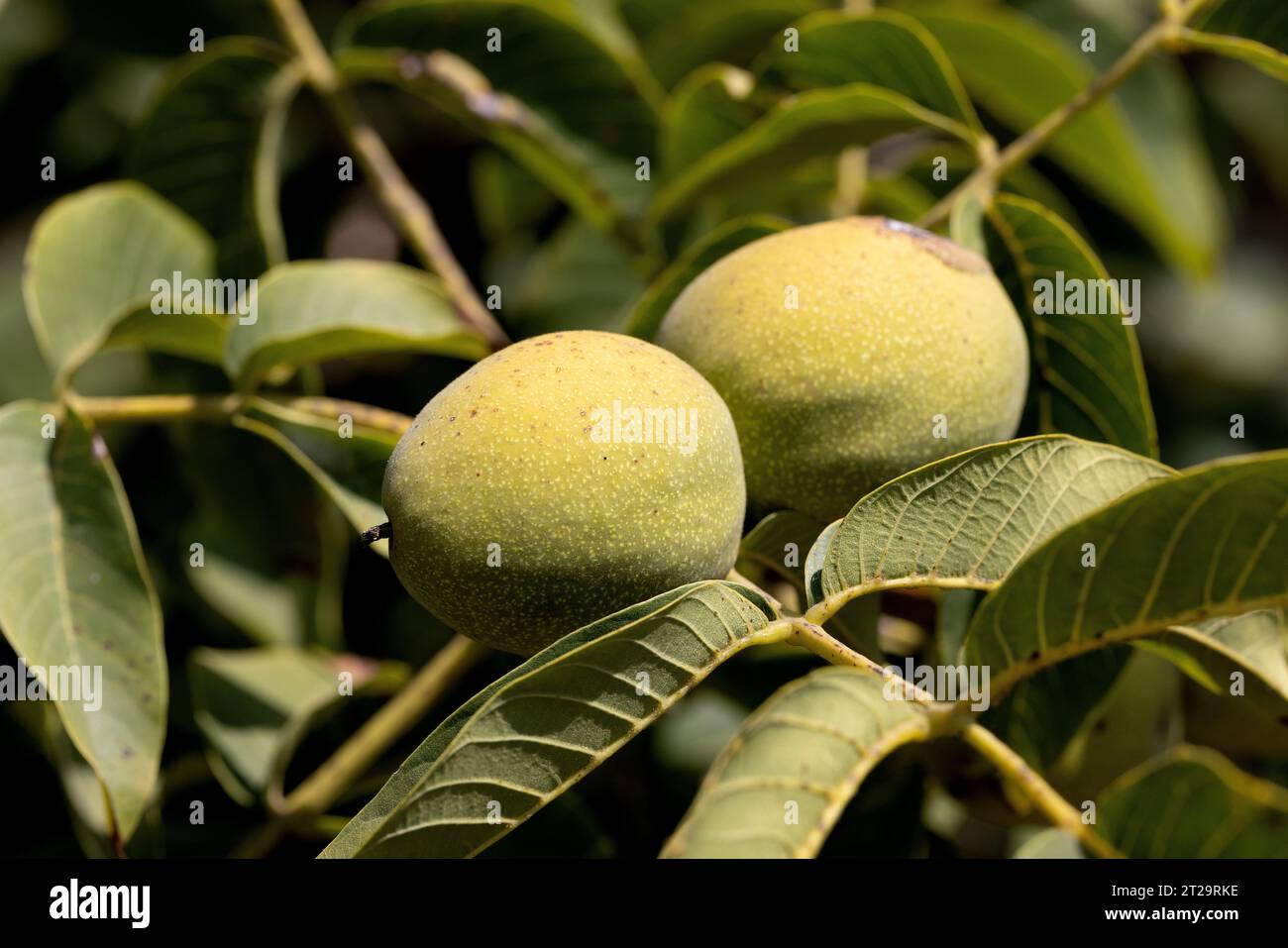 Fresh green walnuts in the peel on a tree branch with traces of damage by caterpillars. Agricultural pests caterpillars eat nuts and destroy crops. Nu Stock Photo