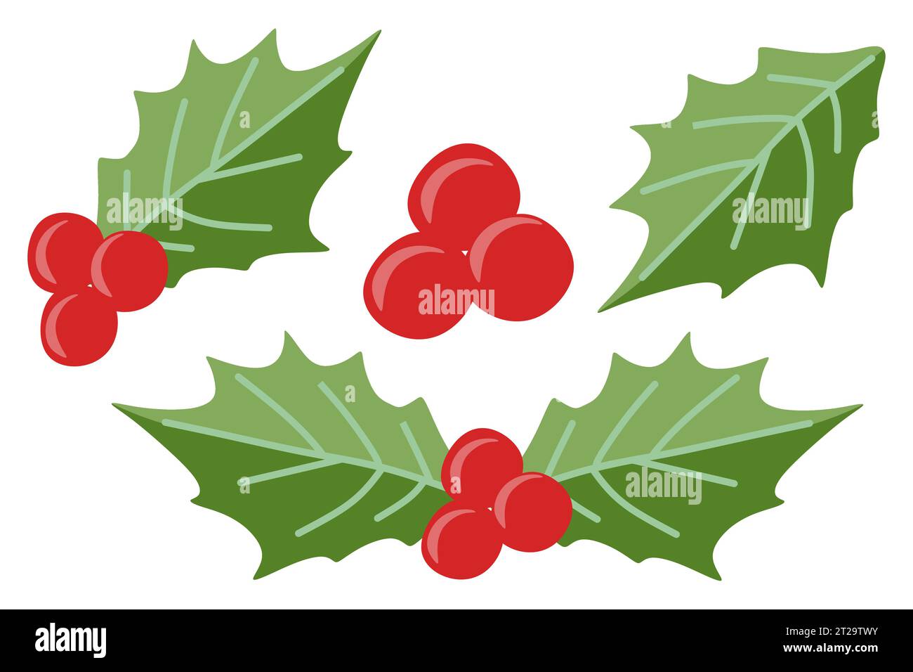 Holly on white sprig Stock Vector Images - Alamy