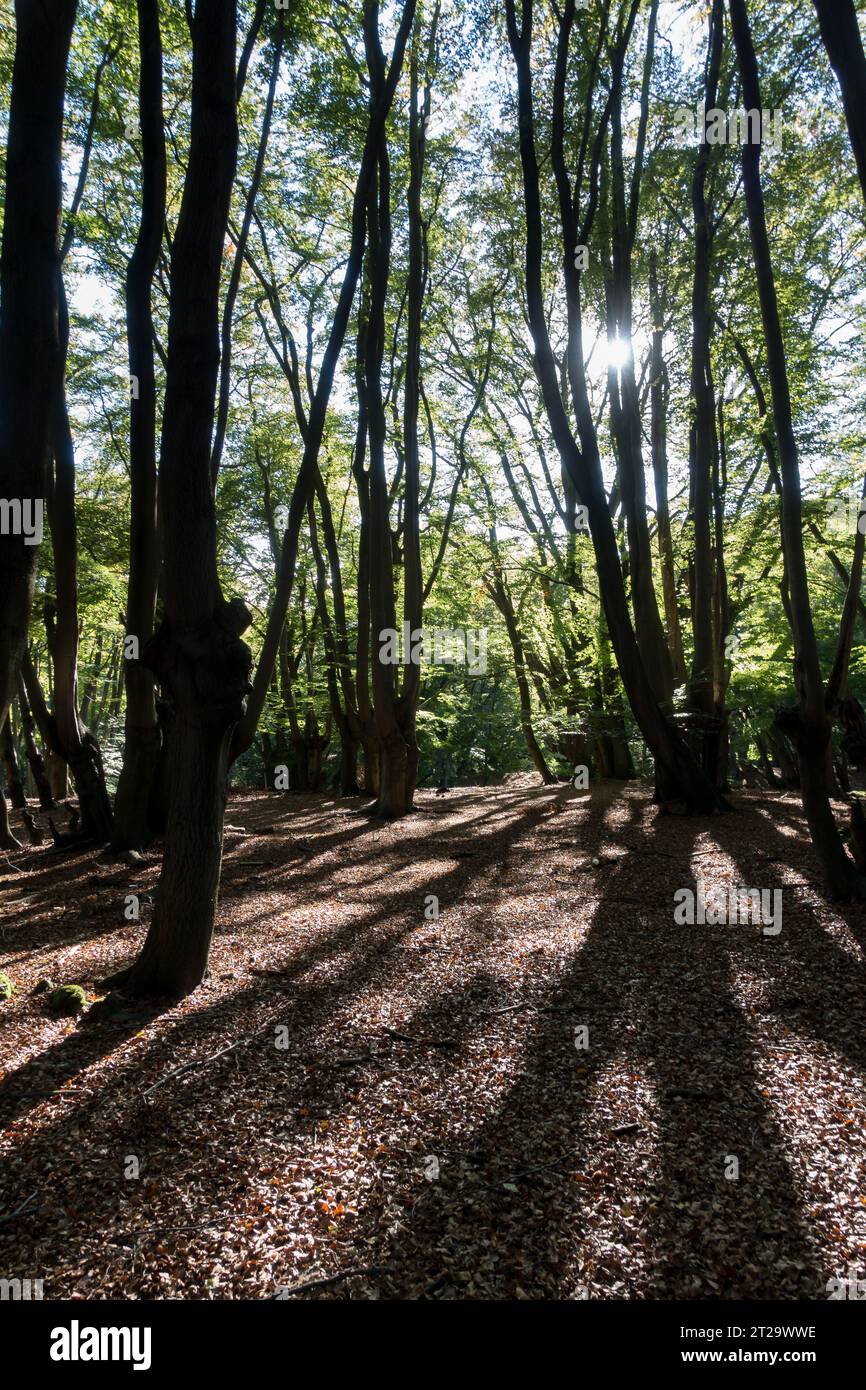 Henry viii hunting grounds hi-res stock photography and images - Alamy