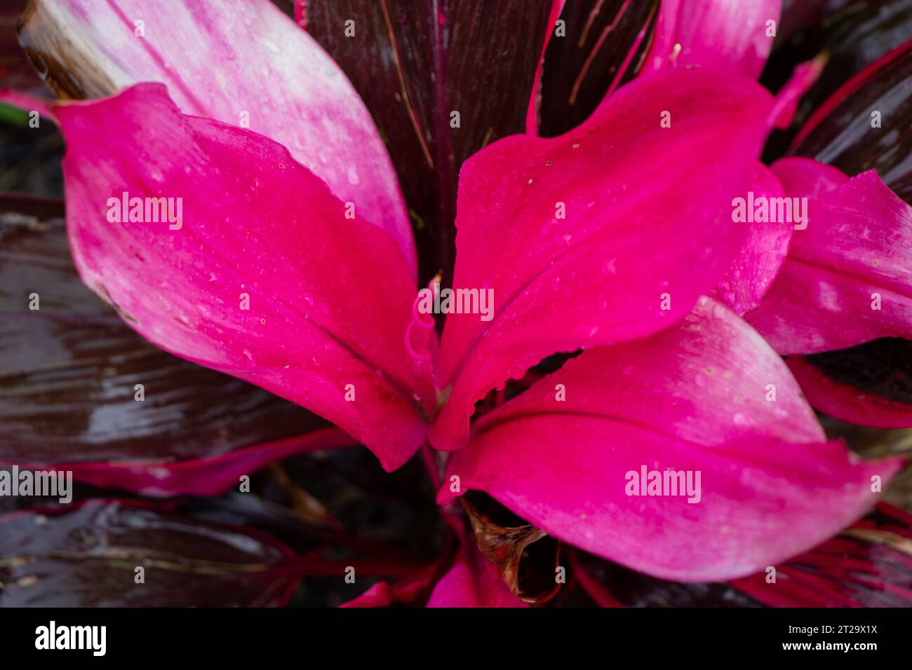 Bright Pinkish red Cordyline plant fruticosa close up . High quality photo Stock Photo