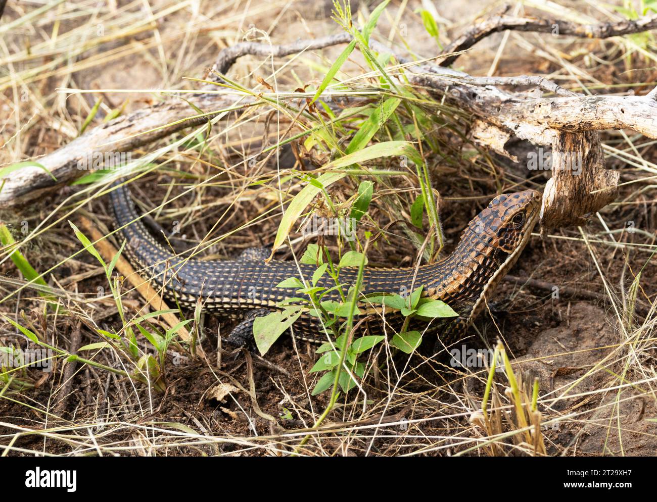 A large territorial lizard, the Great Plated Lizard lives in rocky ...