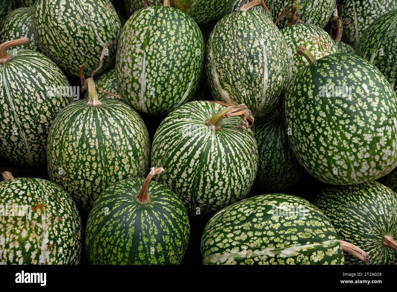 Group of whole fresh Cucurbita ficifolia, Boule de Siam pumpkin, full frame close up as background Stock Photo