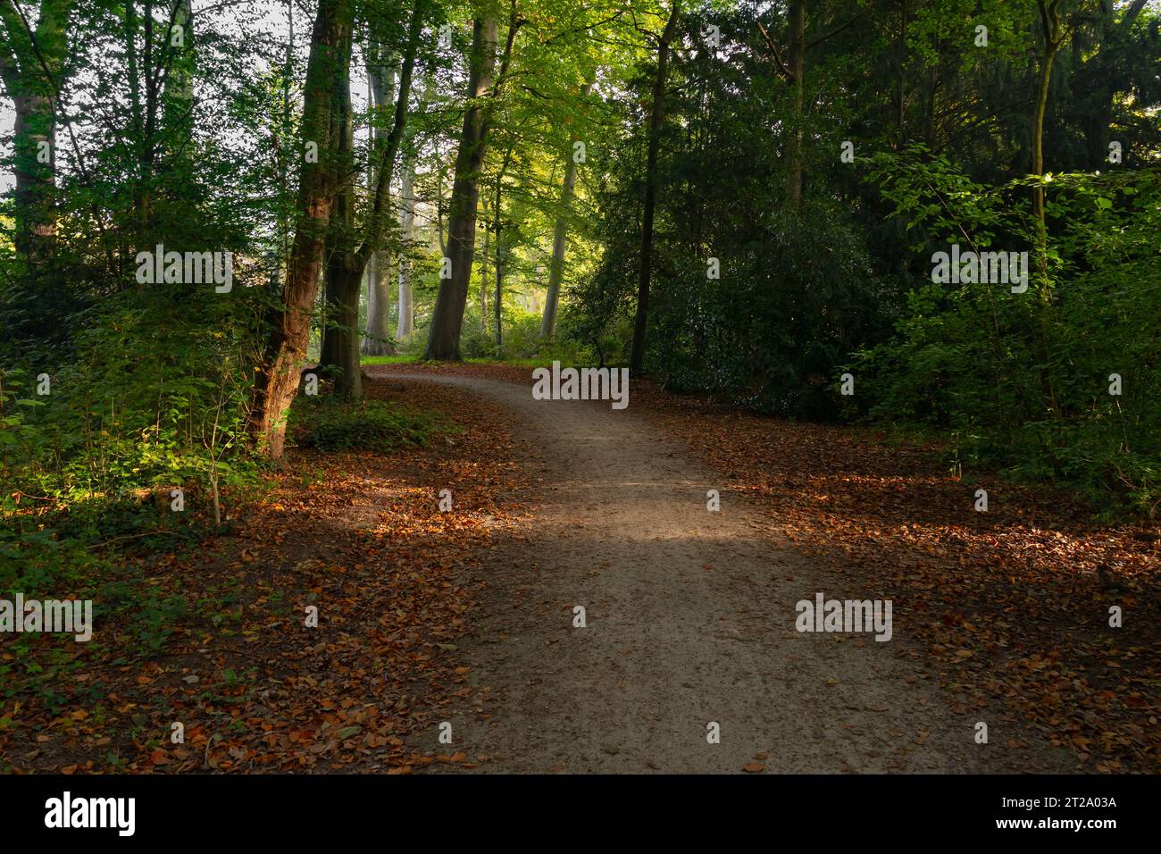 Walking path with autumn atmosphere in the park outdooors Stock Photo