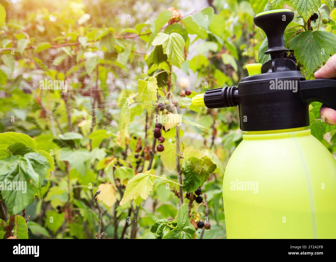 Spraying blackcurrant from aphids and powdery mildew, pests Stock Photo