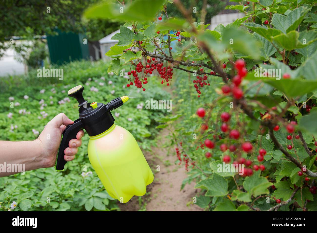 Spraying red currants from aphids and powdery mildew. Agriculture
