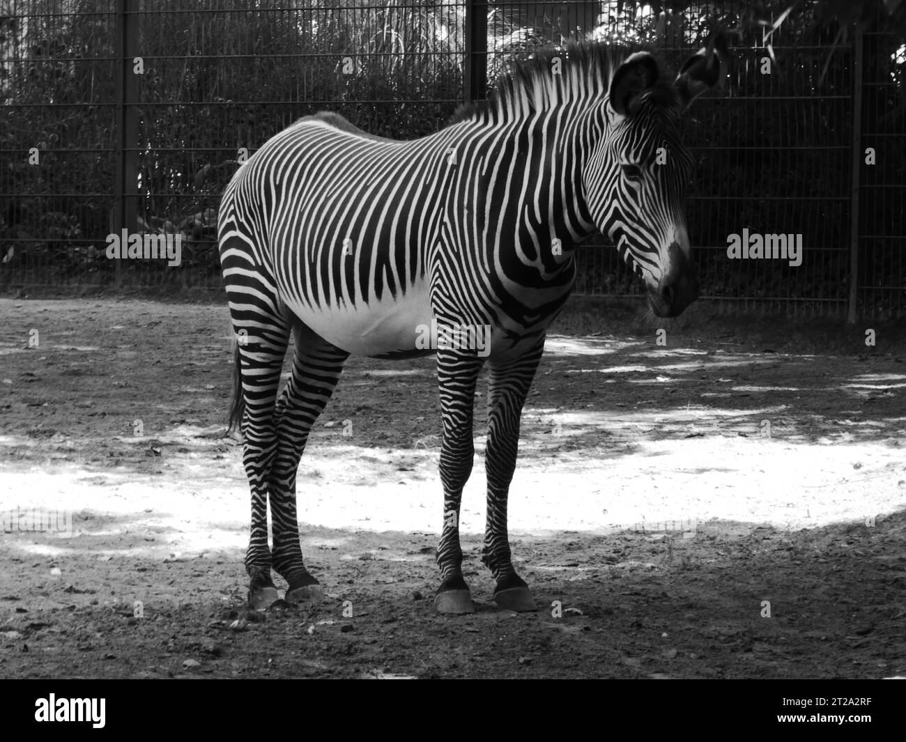 Horse with stripes Black and White Stock Photos & Images Alamy