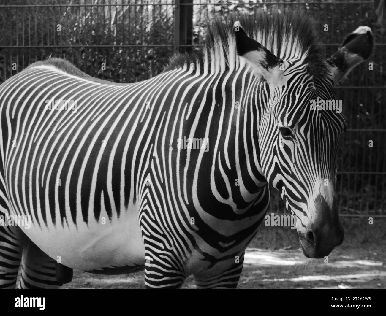 Horse with stripes Black and White Stock Photos & Images Alamy