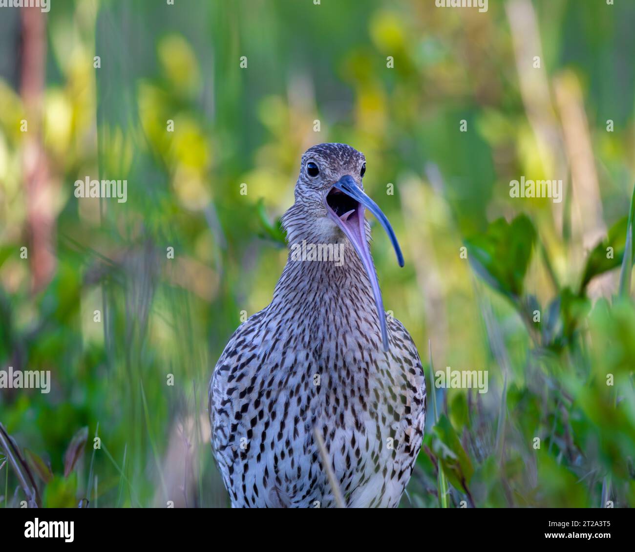 Portrait of eurasian curlew Stock Photo