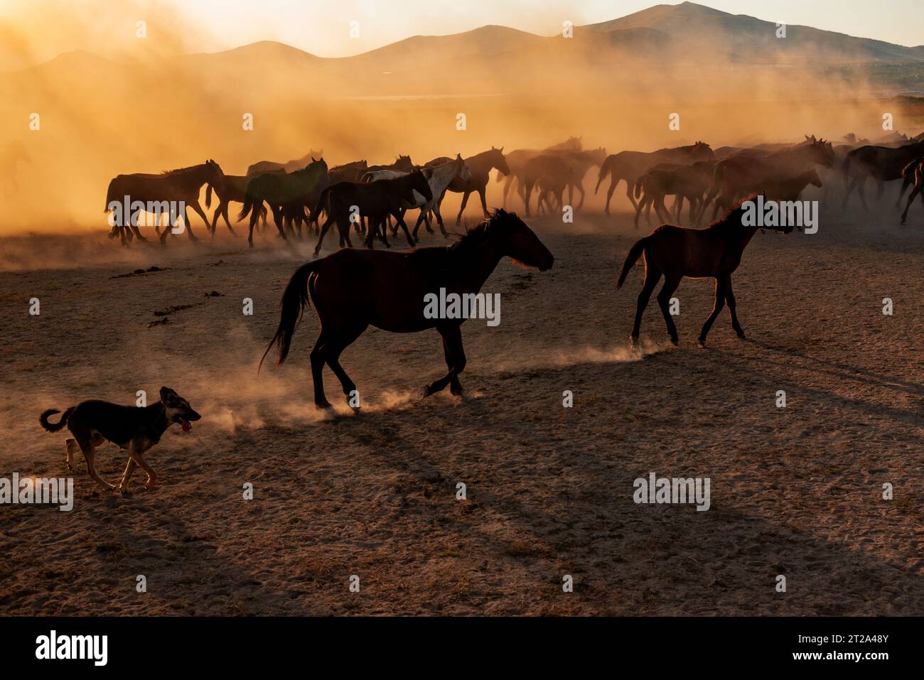 Wild horses and a dog on rural dusty field on sunset in the city of Kayseri of Turkey country Stock Photo