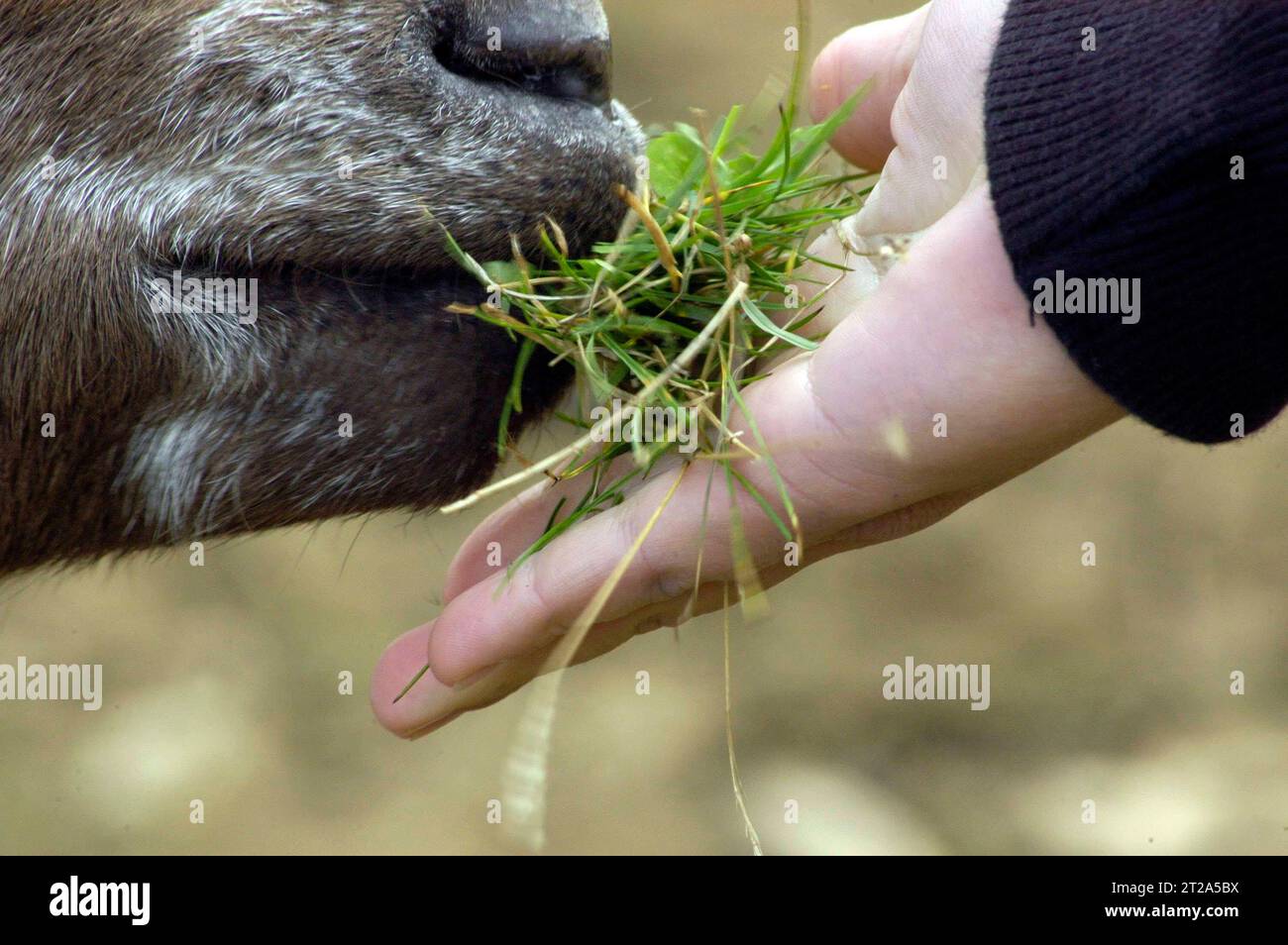 Sheep are important animals in agriculture sheep and their environment Credit: Imago/Alamy Live News Stock Photo
