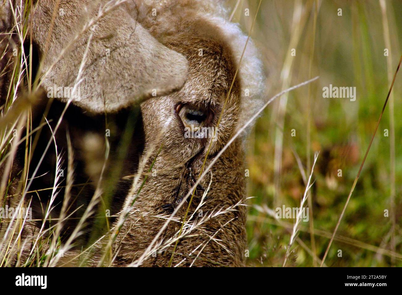 Sheep are important animals in agriculture sheep and their environment Credit: Imago/Alamy Live News Stock Photo