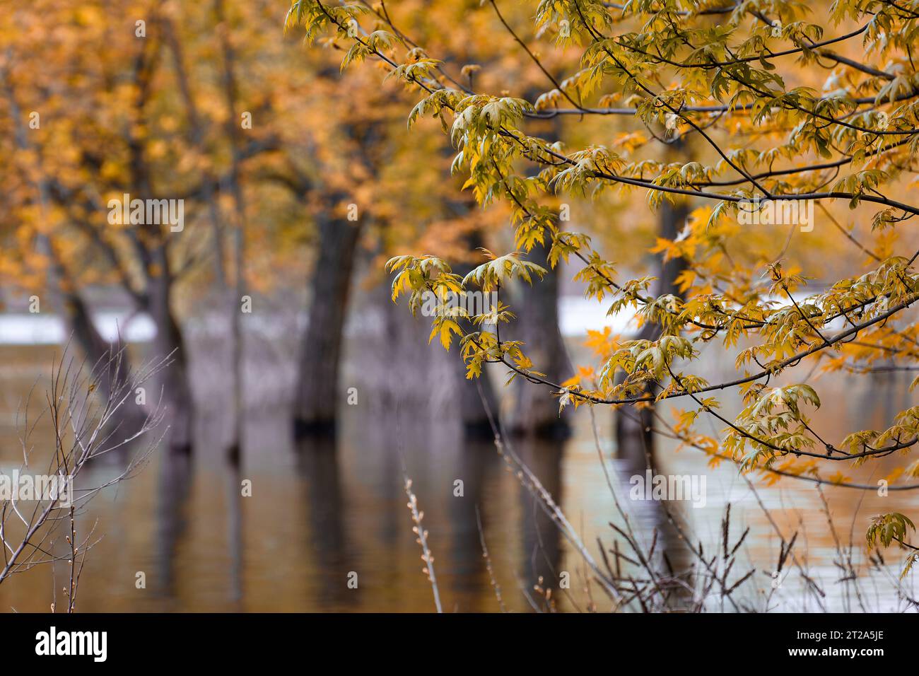 Tree branches hanging over water hi-res stock photography and images ...