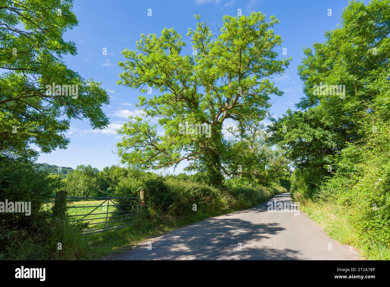 A country lane in the Culm Valley IN THE Blackdown Hills North Devon Coast National Landscape