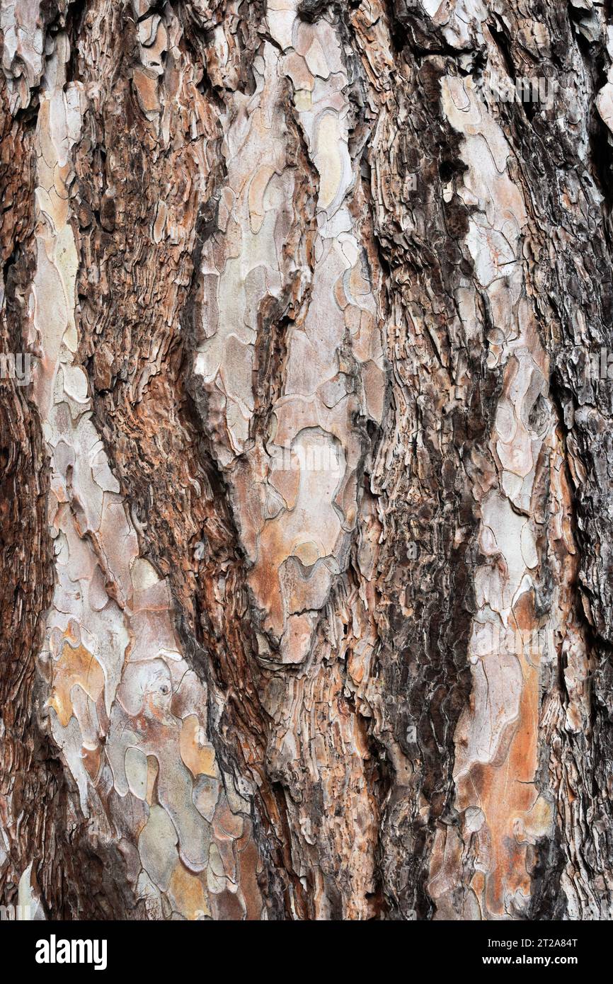 Pine tree bark, Pinus sylvestris texture, close up. European red pine. Old trunk. Natural abstract background. Park Piestany, Slovakia Stock Photo
