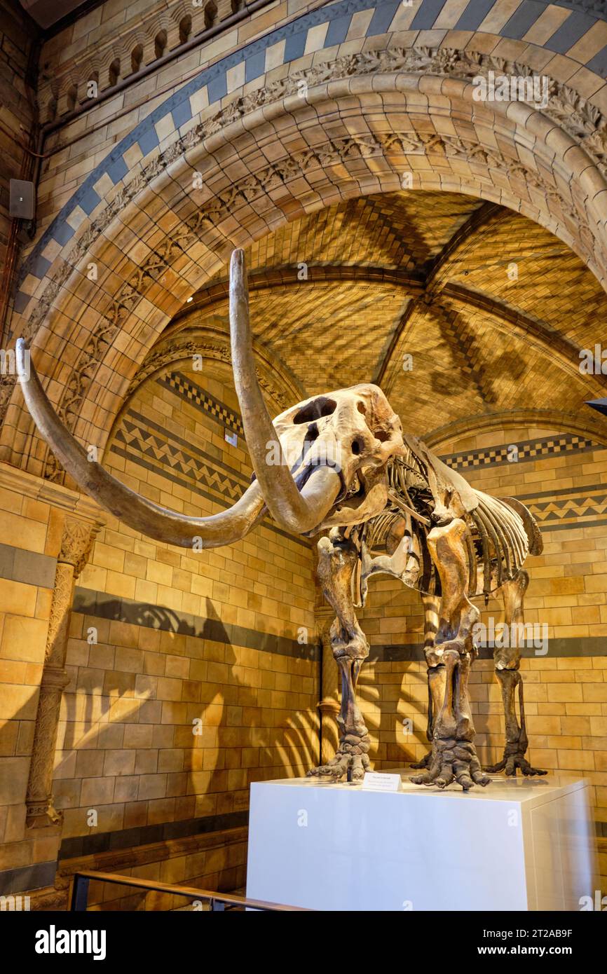 Mammoth skeleton at the Natural History Museum in London. 10 October, London, UK. Stock Photo