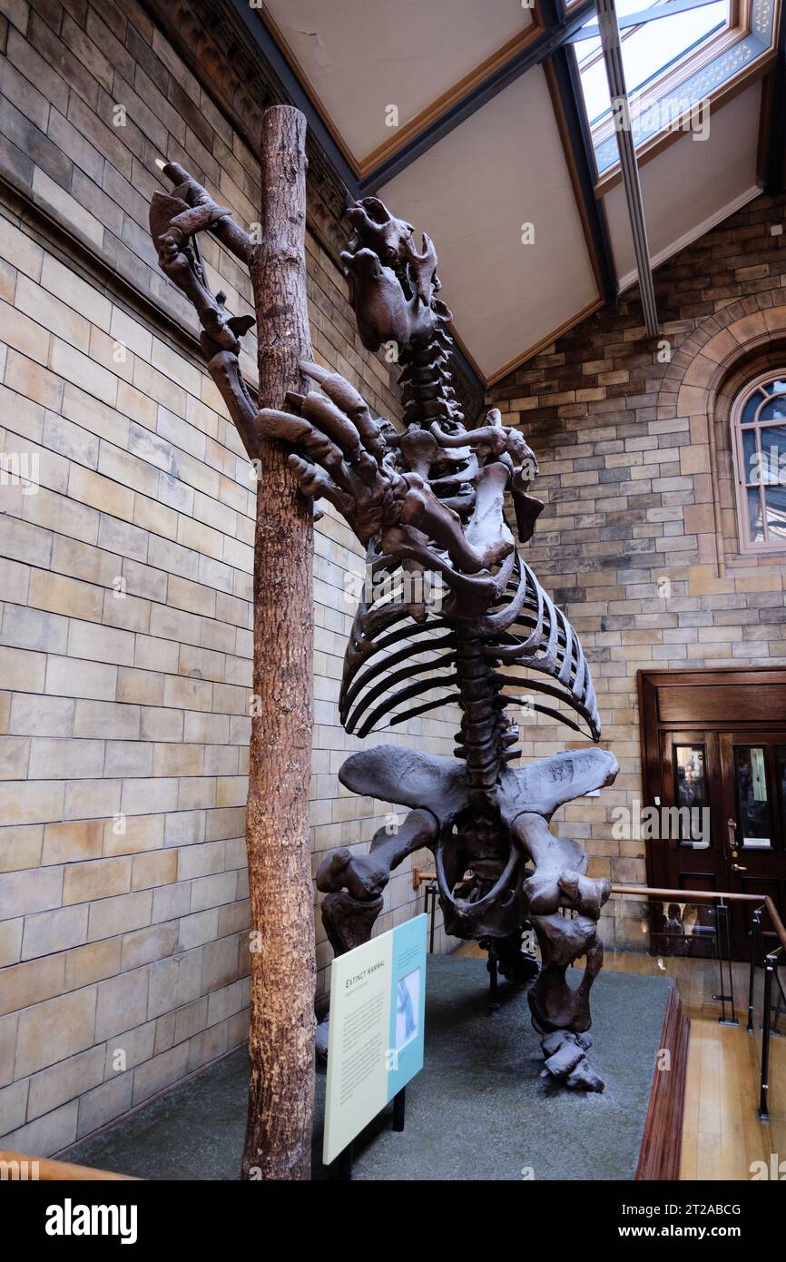 Dinosaur skeleton at the Natural History Museum in London. 10 October, London UK Stock Photo
