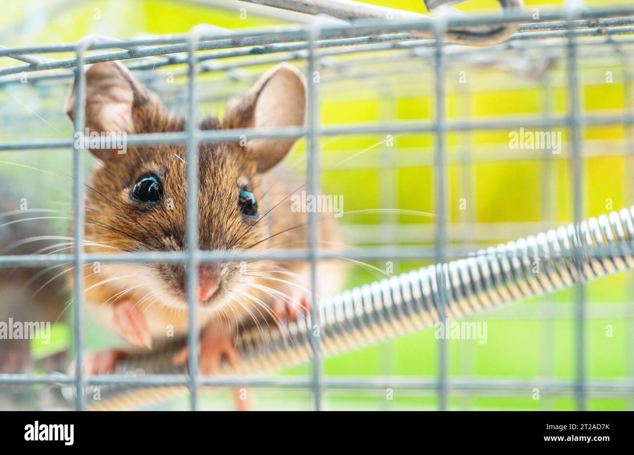 House Mouse Trapped Inside Mousetrap. Fighting Rodents Theme. Stock Photo