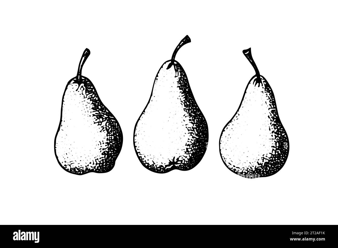 Pear fruit hand drawn ink sketch. Engraved style vector illustration