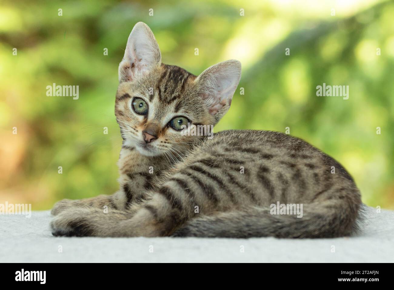 cute little kitten looking at camera while laying on white blanket Stock Photo