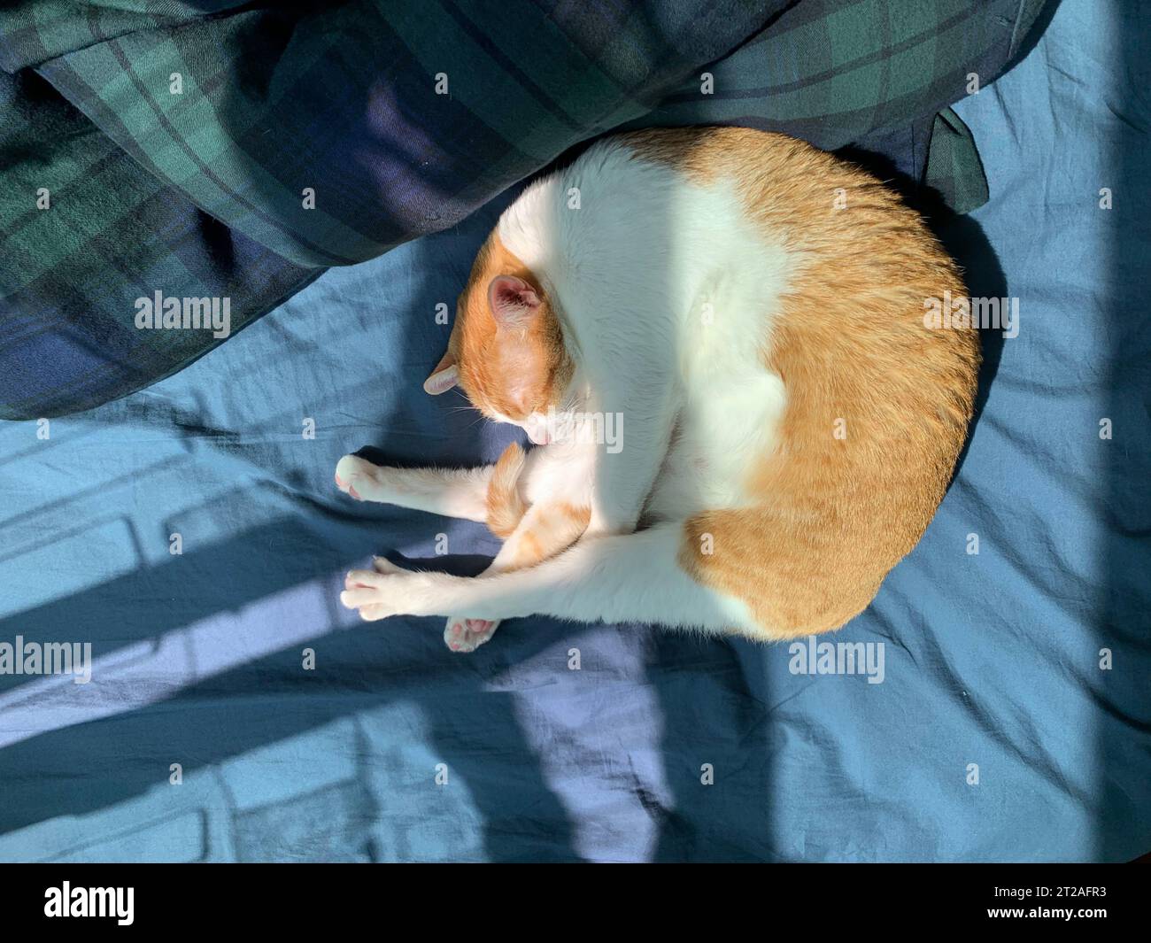 curled ginger cat on the bed and sleep Stock Photo