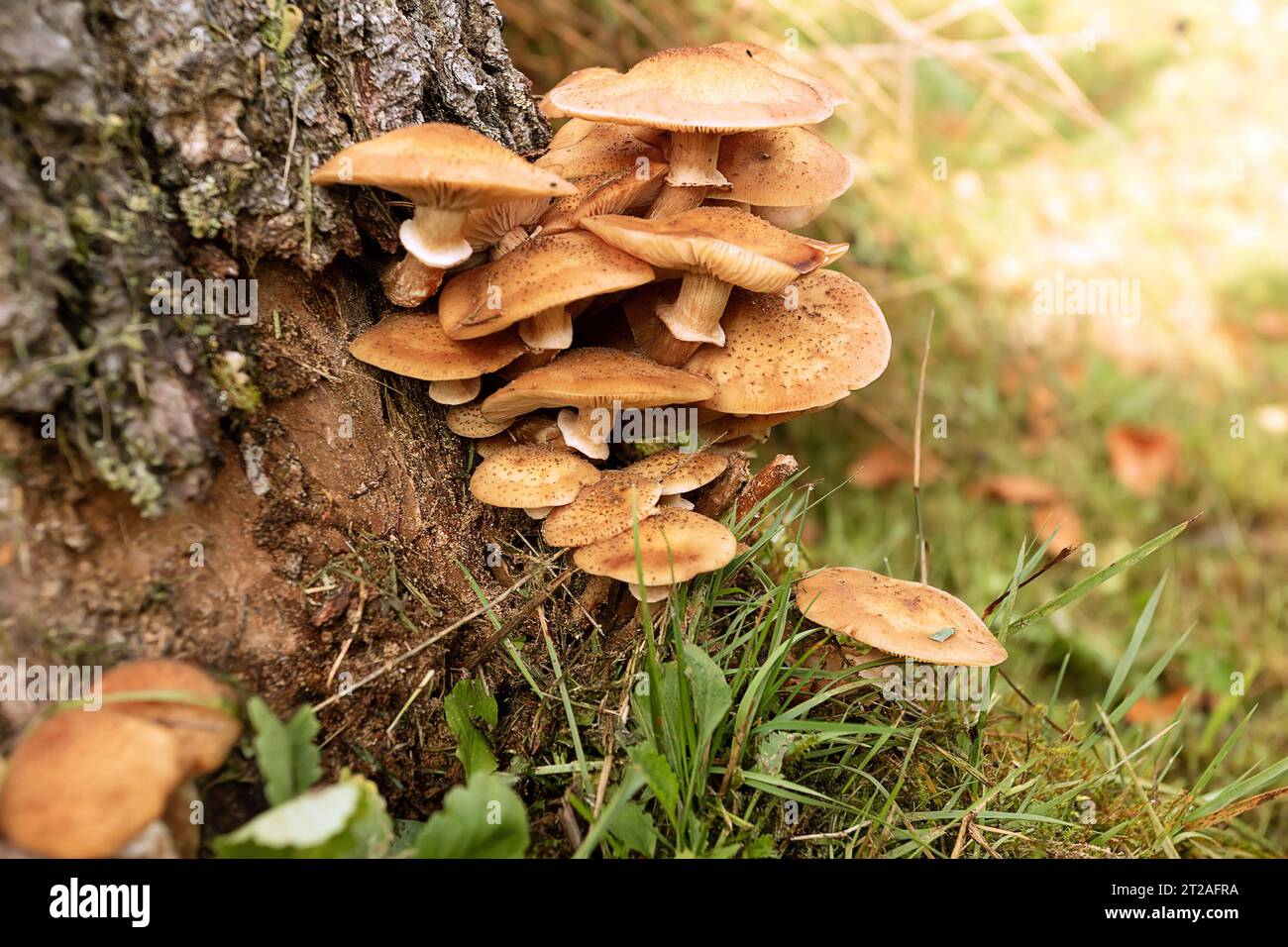 honey fungus growing on spruce stump, ready for harvesting (Armillaria mellea); edible mushroom in natural habitat Stock Photo