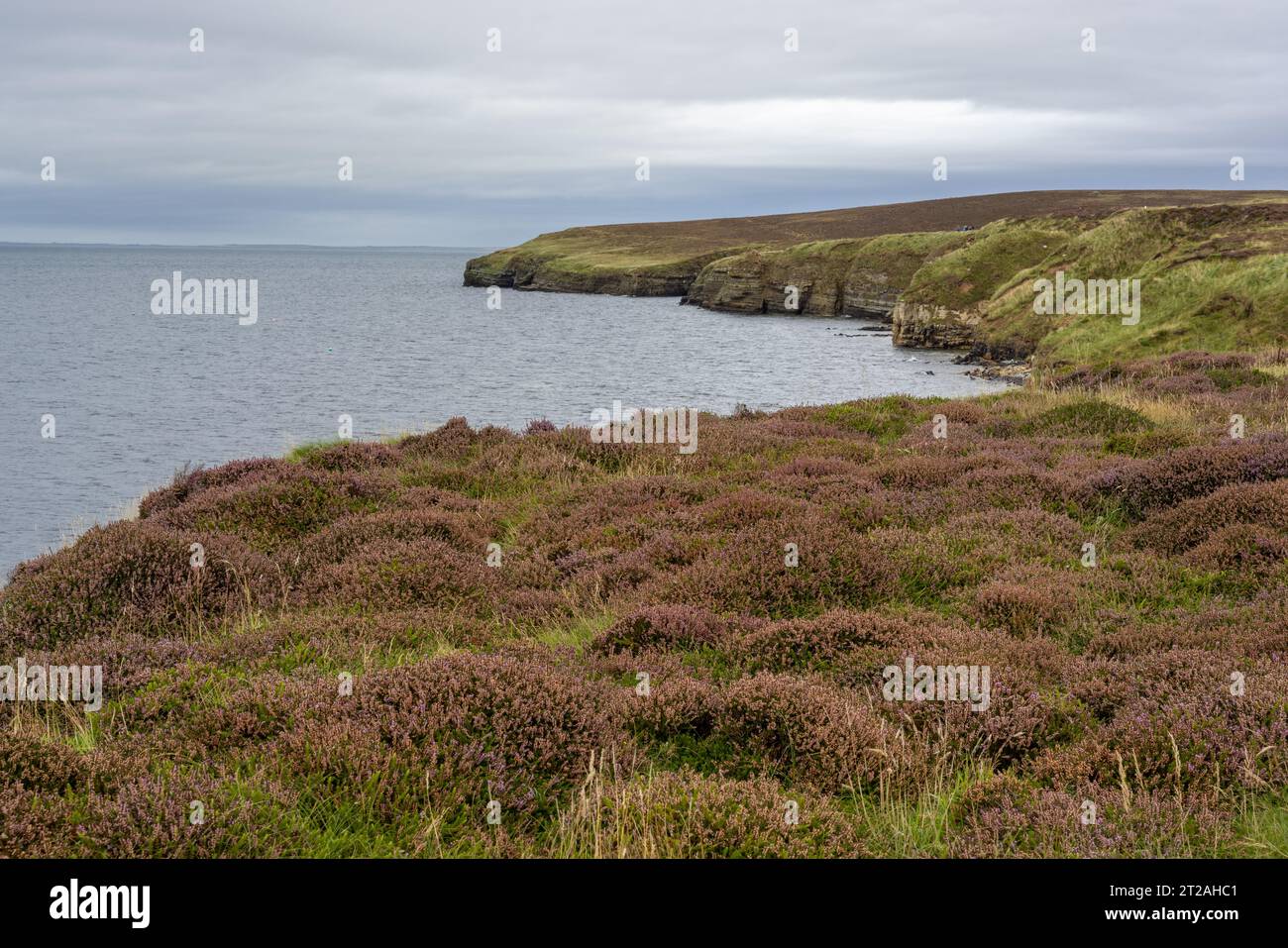 Heather at Den Wick and Mull Head, Mainland, Orkney Islands, Scotland Stock Photo