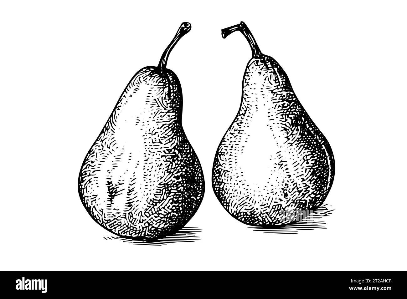 Pear fruit hand drawn ink sketch. Engraved style vector illustration