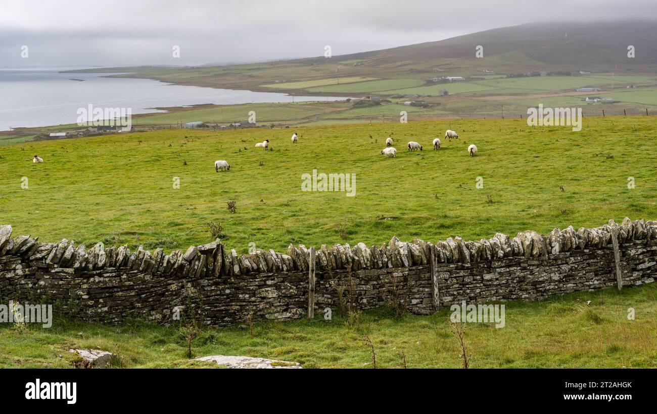 Stone Wall and Grazing Sheep, Faraclett Head, Rousay, Orkney Islands, Scotland, UK Stock Photo
