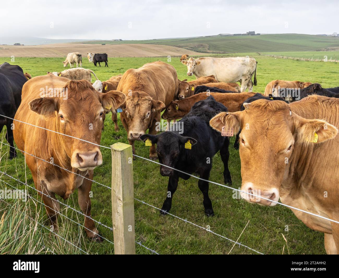 Cows & Calves in Pasture near Scapa Flow, Mainland, Orkney Islands, Scotland, UK Stock Photo