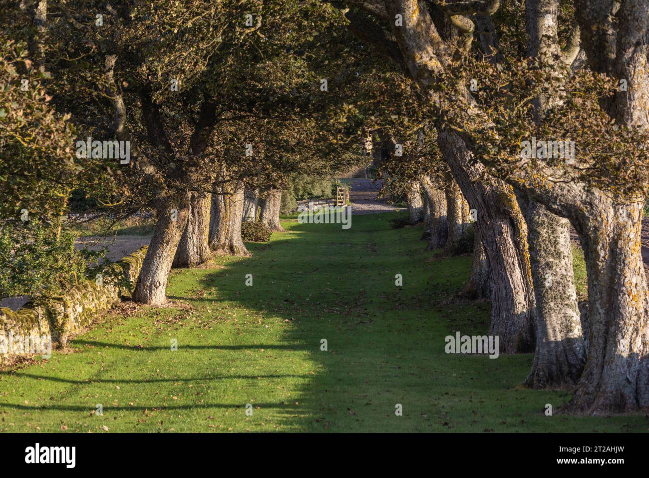 Tree-Covered Lane, Cadboll, Scotland, UK Stock Photo