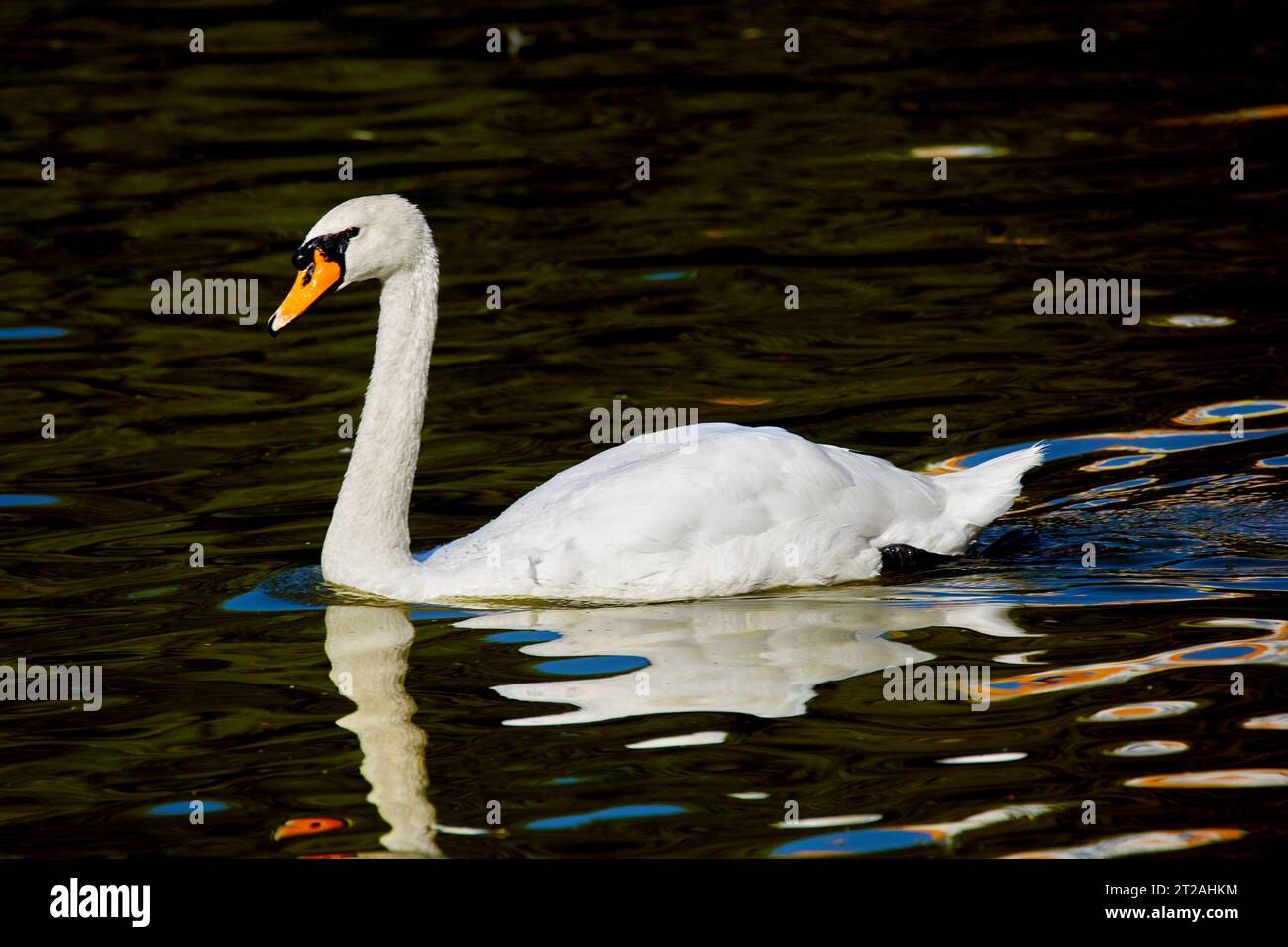 Image of a beautiful white swan swimming on the water Stock Photo