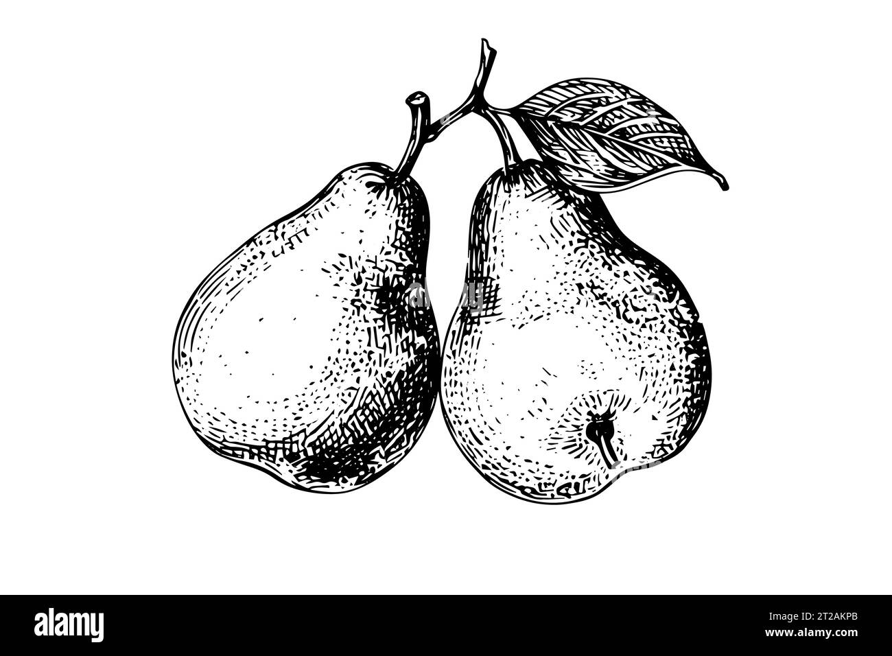 Ink Branch Pear 33
