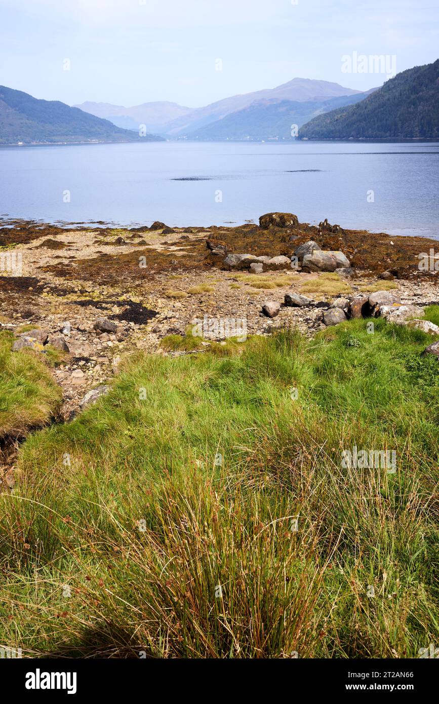 From Carrick Castle on the shore of Loch Goil, a distant view of Lochgoilhead with hazy hills in the background shoals of unidentified fish feeding on Stock Photo