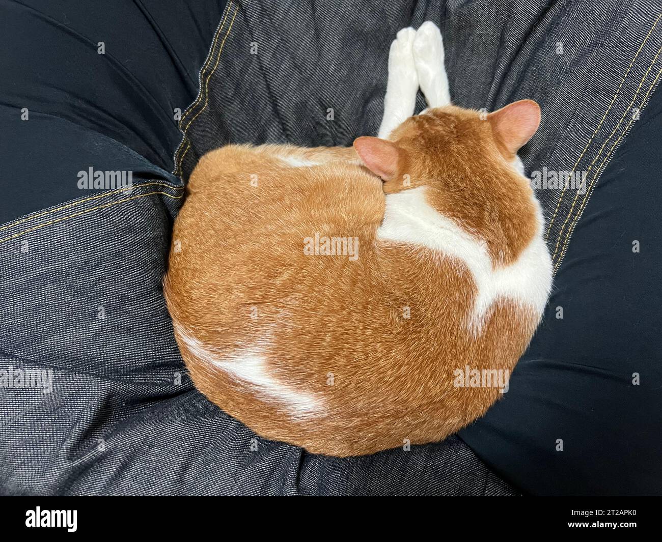 ginger cat lying on the bed Stock Photo