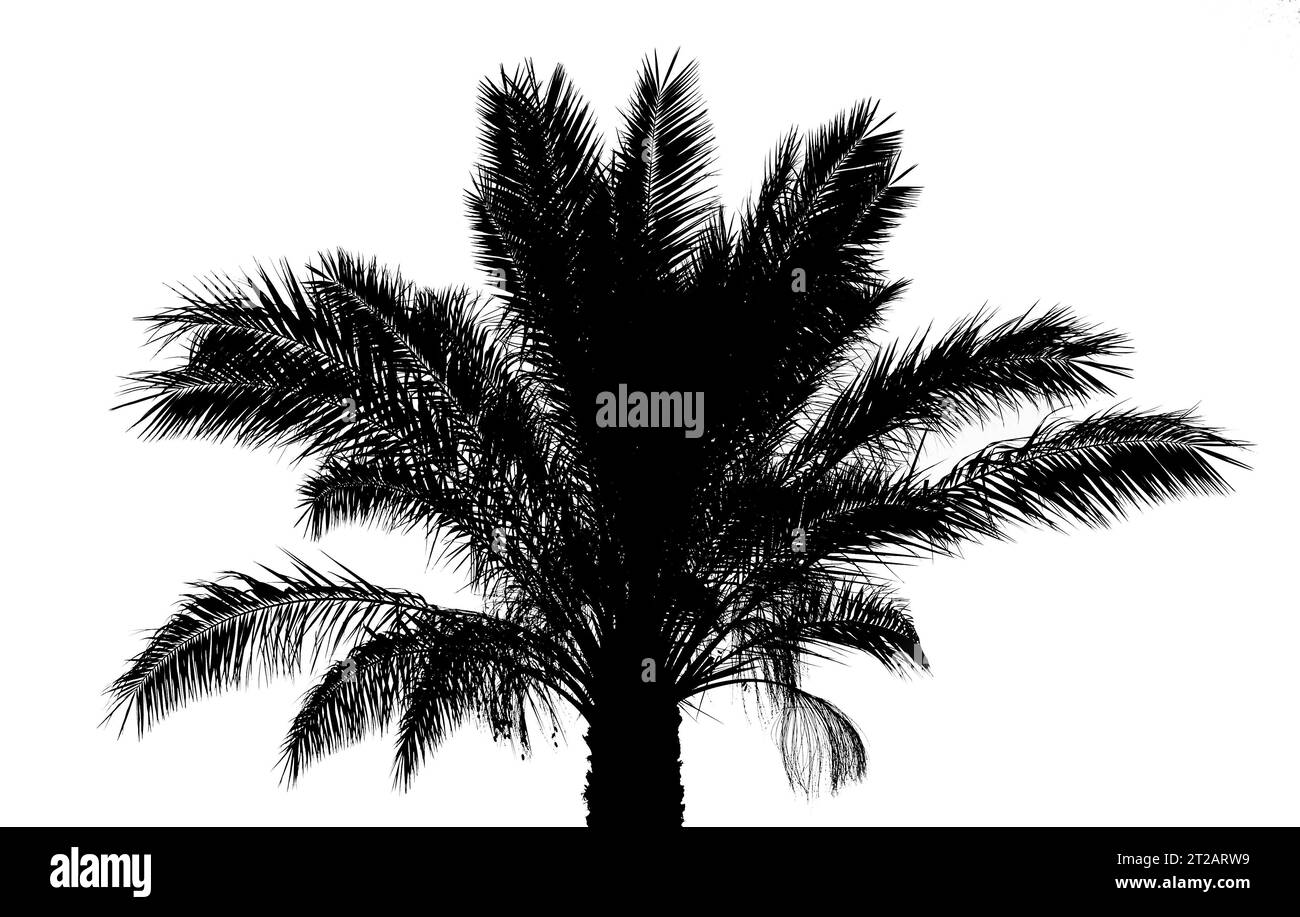Palm tree black silhouette isolated over white background Stock Photo ...