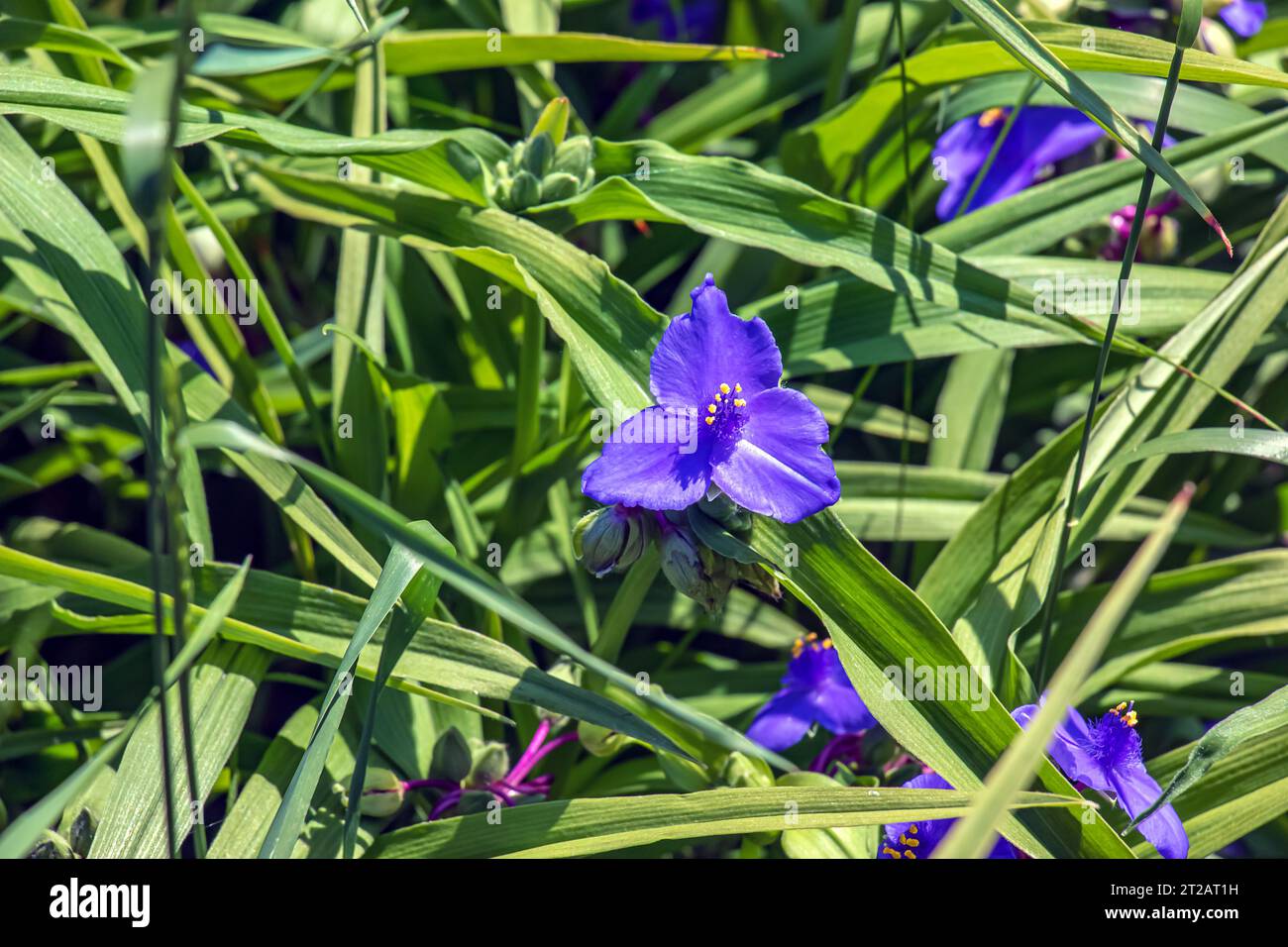 Purple three-petalled flowers of the spider web Tradescantia virginiana L. Herbaceous perennial plant. The tradescantia flower blooms on a background Stock Photo