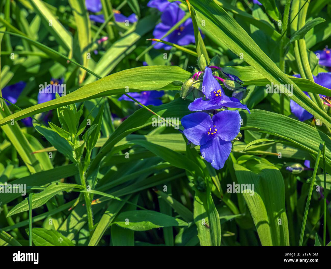 Purple three-petalled flowers of the spider web Tradescantia virginiana L. Herbaceous perennial plant. The tradescantia flower blooms on a background Stock Photo