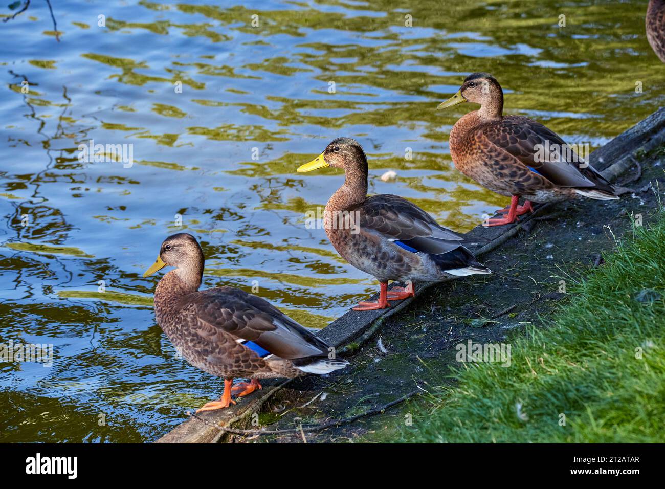 Image of three wild ducks on the shore of a pond Stock Photo