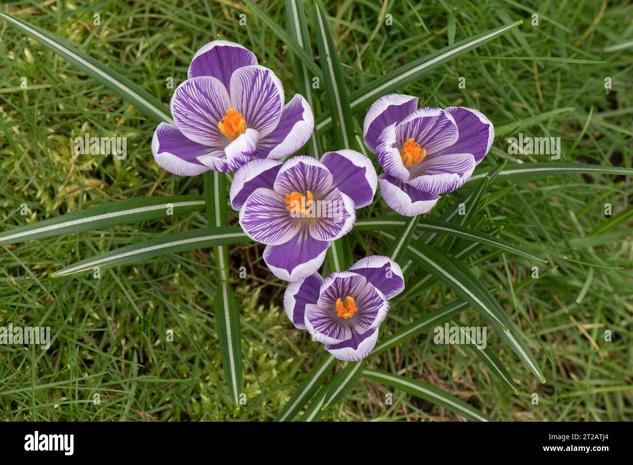 Crocus variety 'Pickwick' purple and white spring flowerd growing in grass lawn in early spring, Berkshire, March Stock Photo