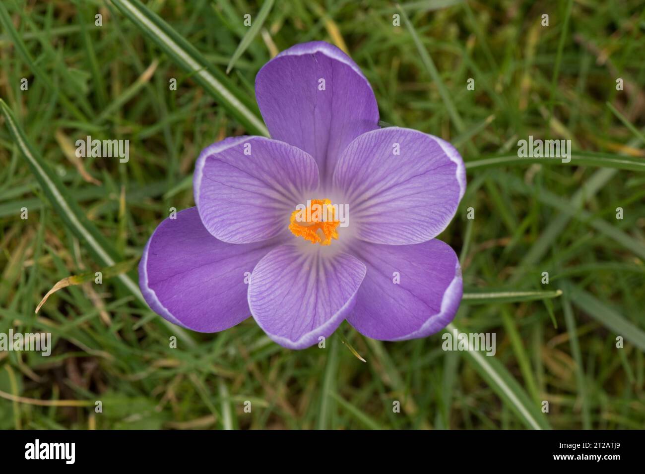 Purple crocus flower with contrasting orange anthers from a corm growing in a garden lawn, purple veining on the 2 whorls of tepals, Berkshire, March Stock Photo