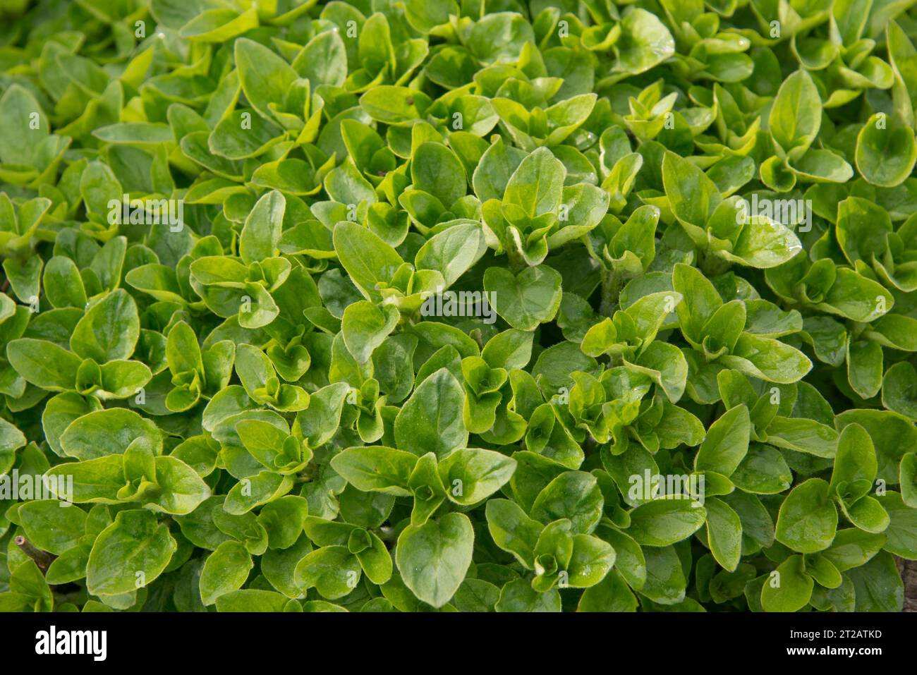 Oregano (Origanum vulgare) leaves of woody, perennial culinary kitchen herb plant, Berkshire, April Stock Photo