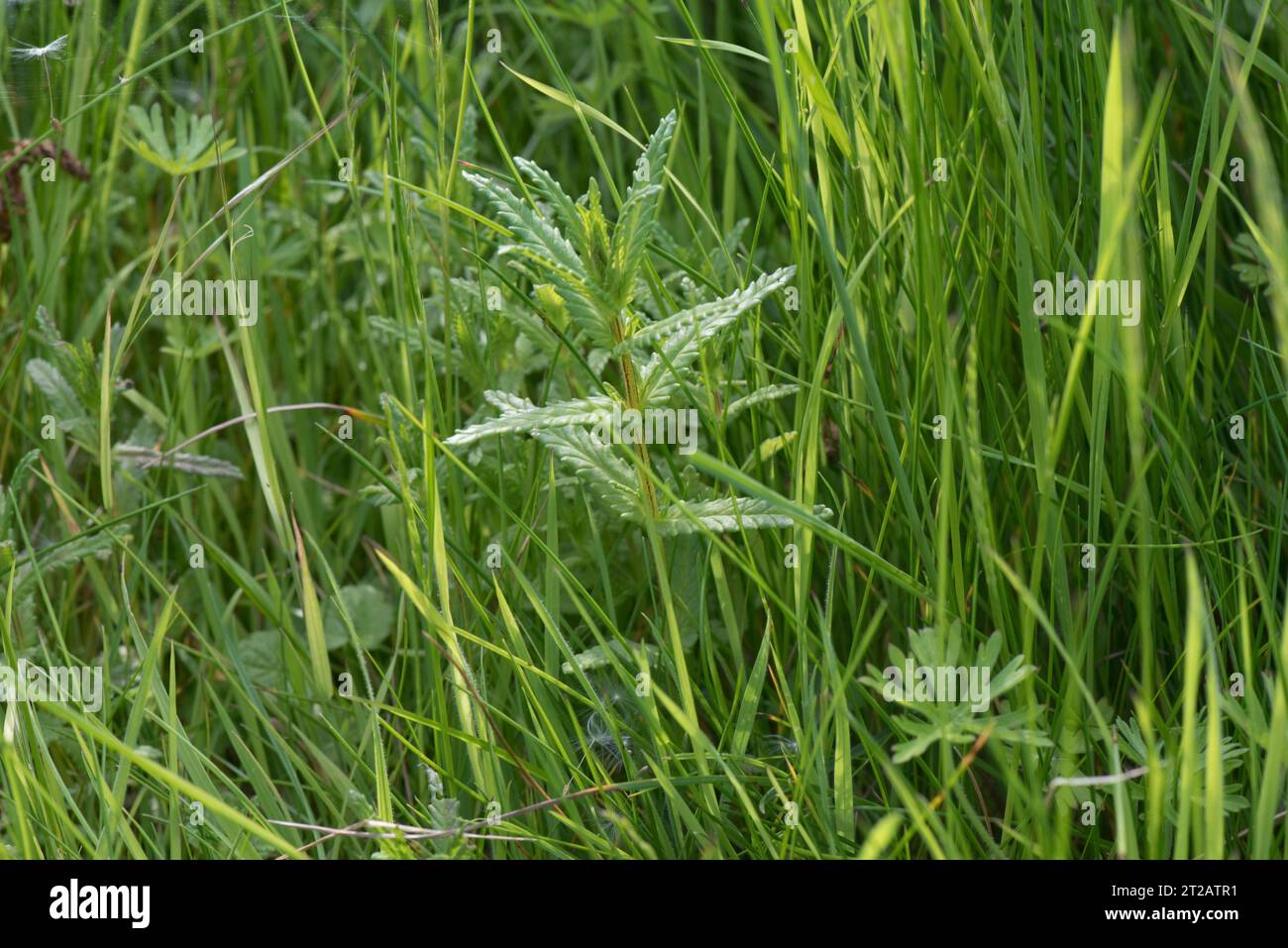 Young yellow rattle (Rhinanthus minor) annual plants self-seeded ...
