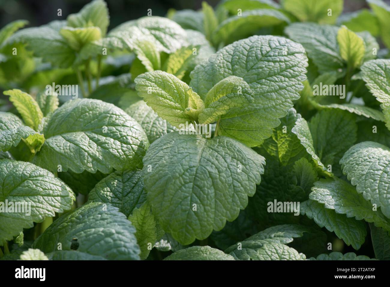 Lemon balm or balm gentle (Melissa officinalis) a culinary or medicinal herb with lemon scented fragrant leaves, berkshire, May Stock Photo